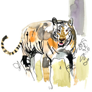 Tiger TierArt